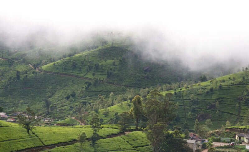 Tea Country