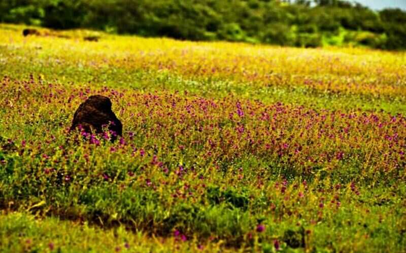 Kaas-Flower-Bed