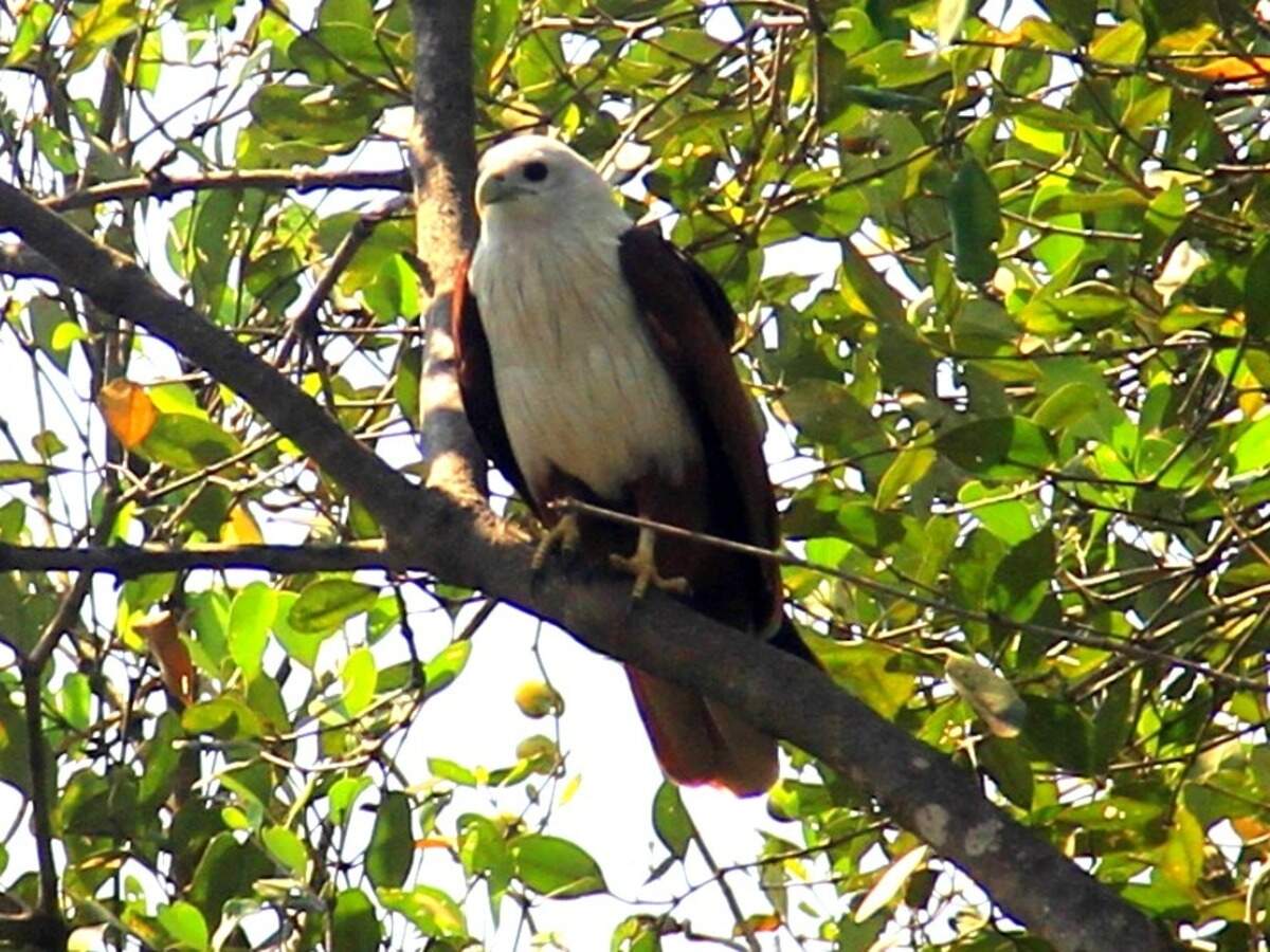 Cotigao Wildlife Sanctuary, Goa - Times of India Travel Cotigao Wildlife Sanctuary, Goa - Times of India Travel