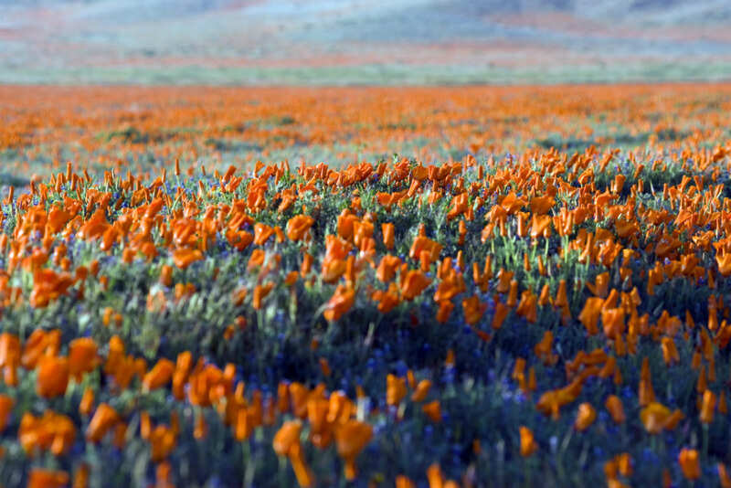 Flowers1