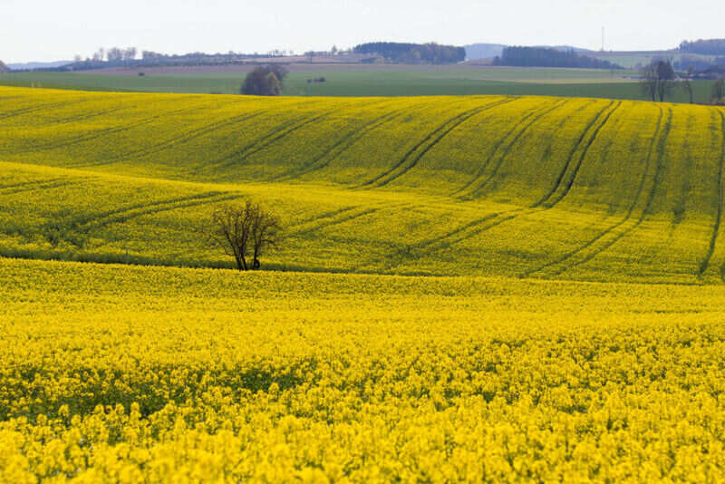 The rapeseed fields of Luoping (4)