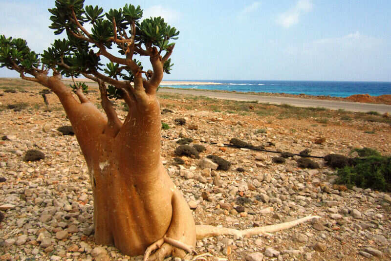 Socotra Island (2)