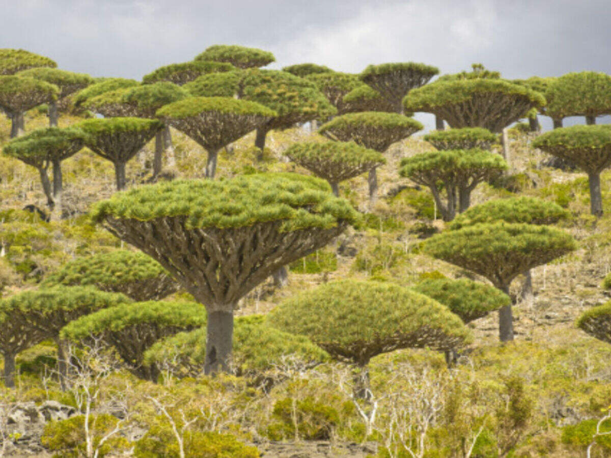 Socotra Island Socotra Island Sightseeing Times Of India Travel Socotra Island Socotra Island Sightseeing Times Of India Travel
