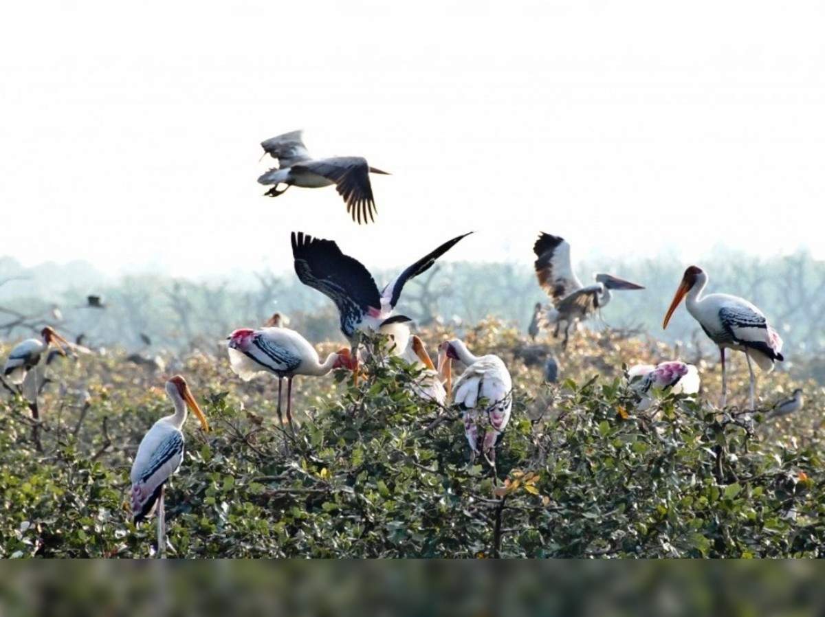 Oldest Bird Sanctuary In India | Vedanthangal Bird Sanctuary ...