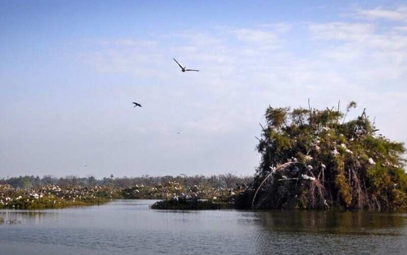 Vedanthangal-6238-920x427