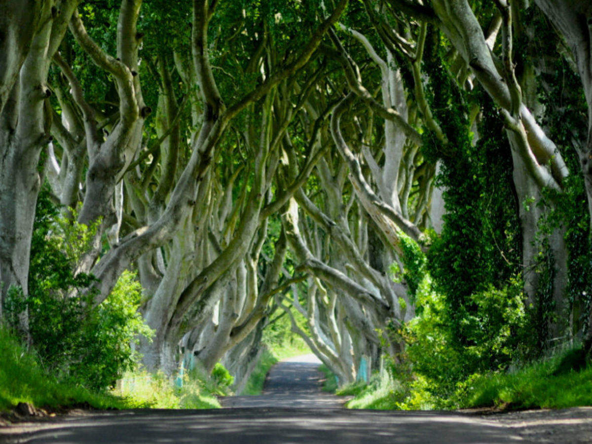 The Dark Hedges Ireland Happytrips Com Times Of India Travel