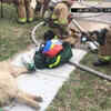 Article image for: In case of fire, <i class="tbold">oxygen mask</i>s for pets