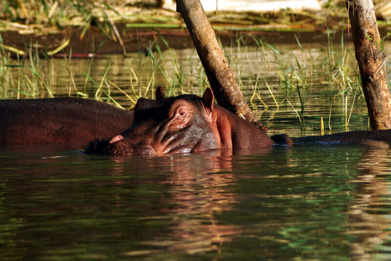 Hippos