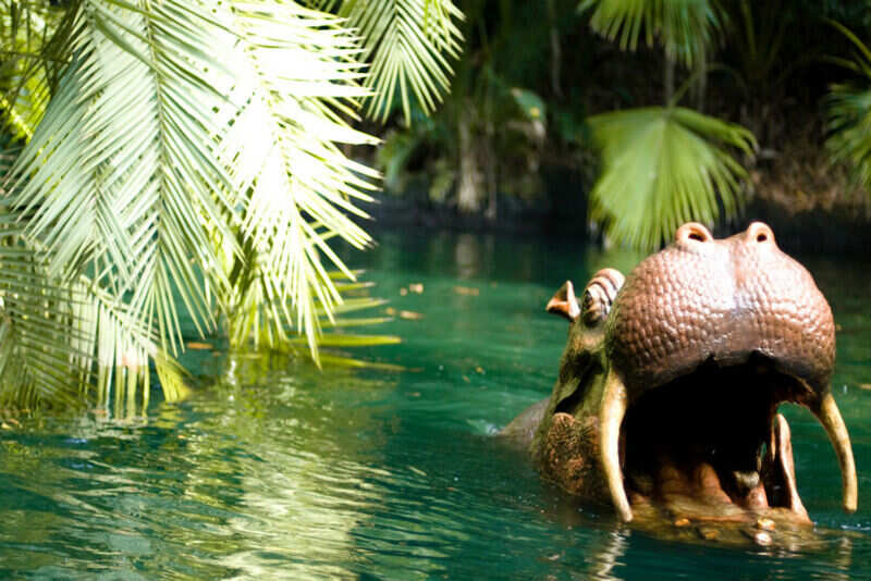 Hippos in Africa 2