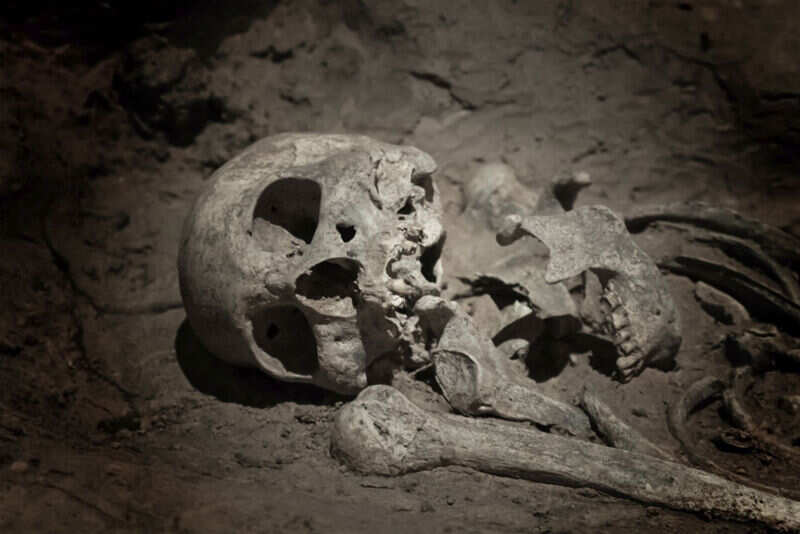 Skeleton
