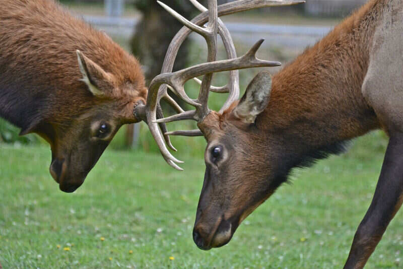 Bull Butting