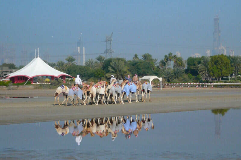 Camel Race in Dubai