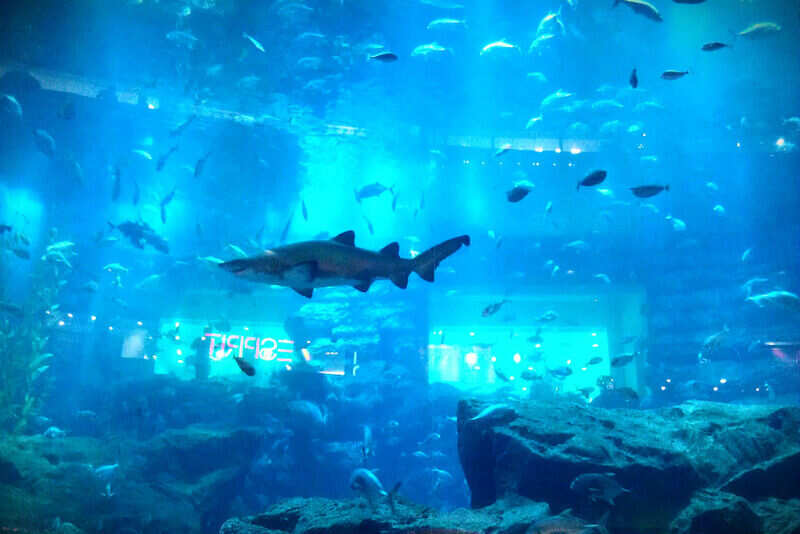 Fishing in Dubai