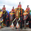 Article image for: Click here to see the latest images of <i class="tbold">dasara elephant</i>
