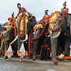 Article image for: Check out our latest images of <i class="tbold">dasara elephant</i>