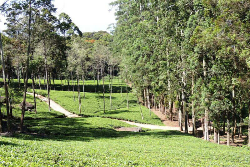 Loolecondera tea estate