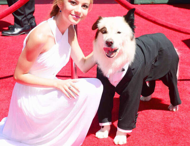 Arts Emmy Awards '14: Red Carpet
