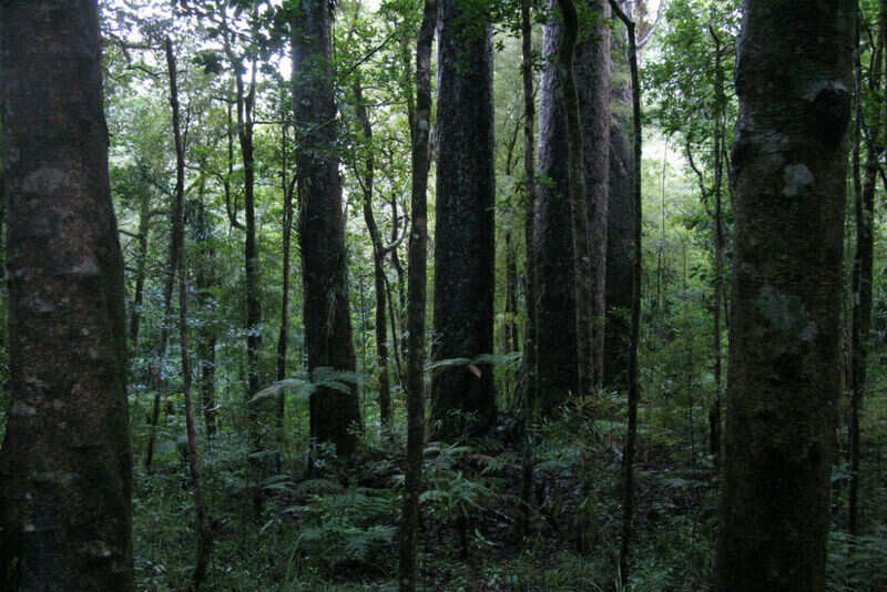 Kauri Grove