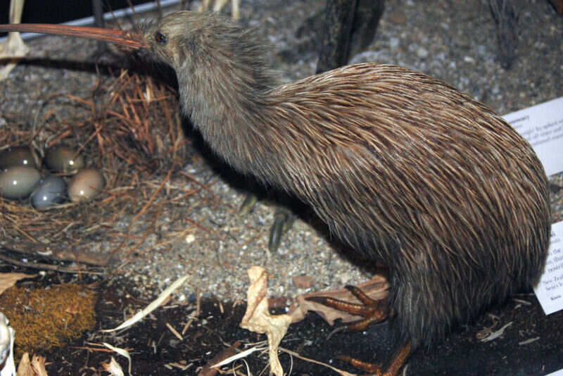 Kiwi