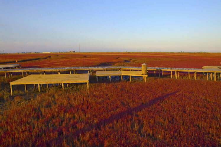 The beautiful Panjin Red Beach The beautiful Panjin Red Beach