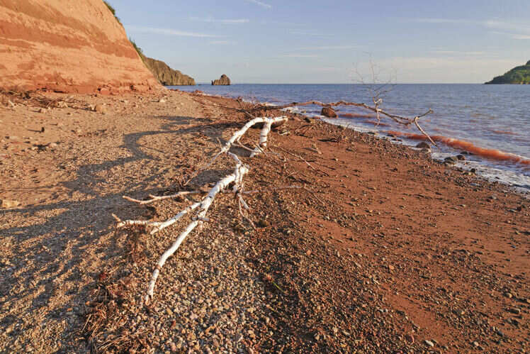 The beautiful Panjin Red Beach The beautiful Panjin Red Beach