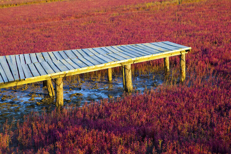 The beautiful Panjin Red Beach The beautiful Panjin Red Beach