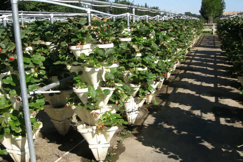 Hydrophonic Strawberries