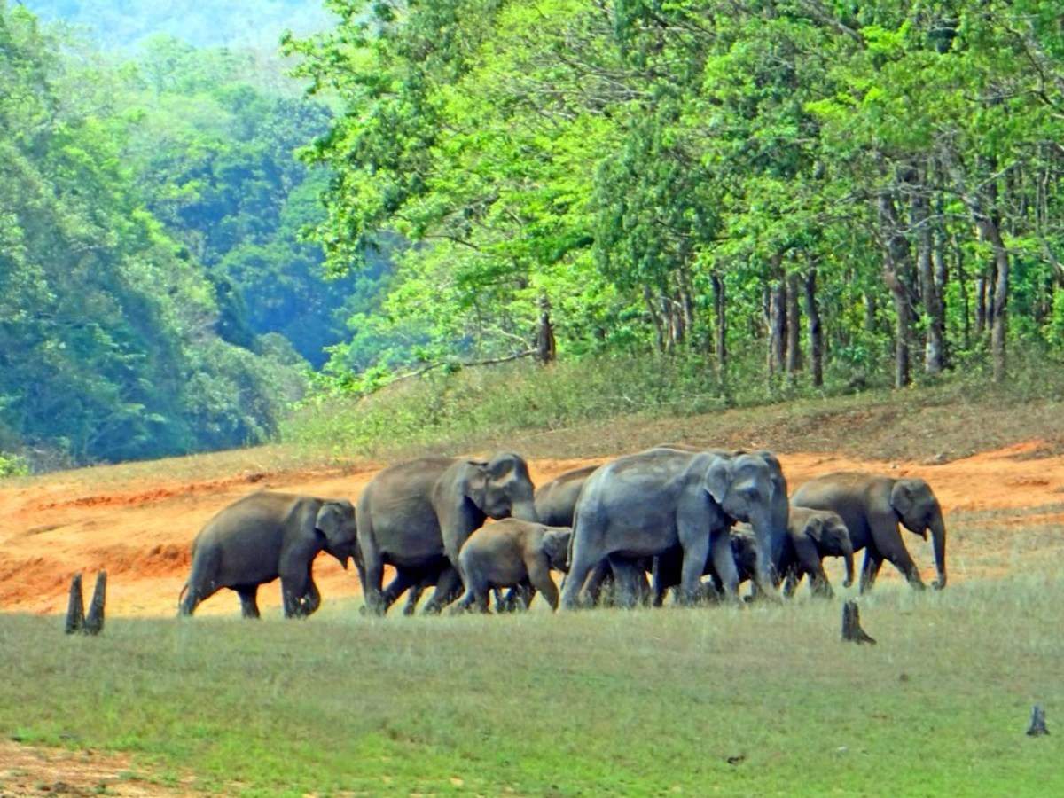 Periyar National Park | Periyar national park Timings | Times of India  Travel