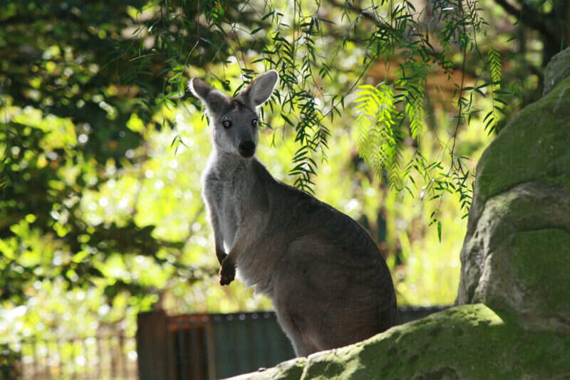 Kangaroo