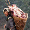 Article image for: See the latest photos of <i class="tbold">sherpa</i>
