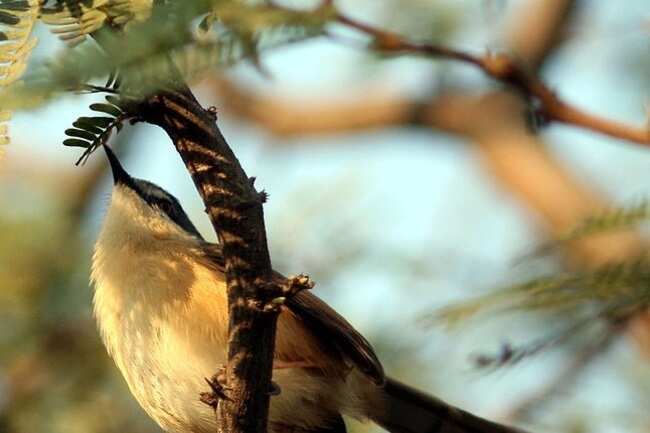 Sultanpur Bird Sanctuary