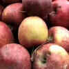 Article image for: Apple business booms after <i class="tbold">floods in kashmir</i>