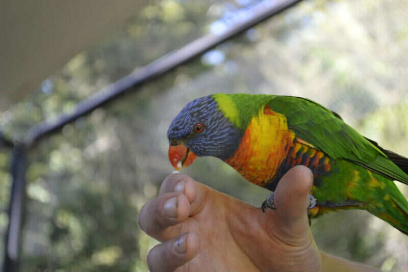 Kiwi