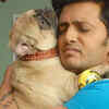 Article image for: Aftab calls Riteish a specialist in sex-comedies