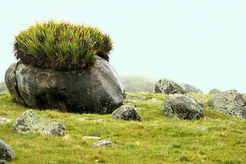 Waiheke Island Rock
