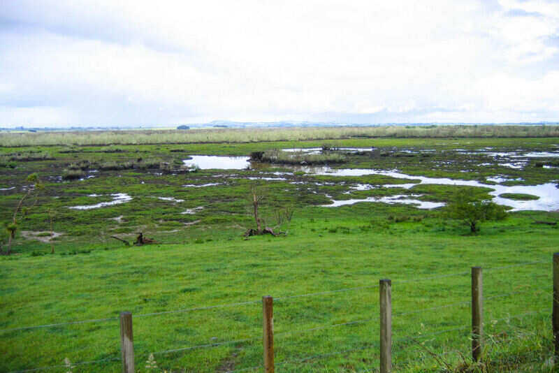Wetland