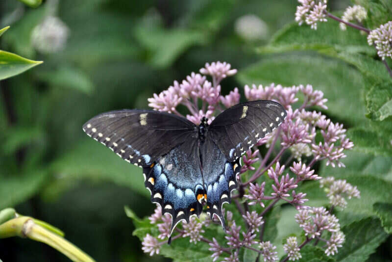 Butterfly and orchid garden