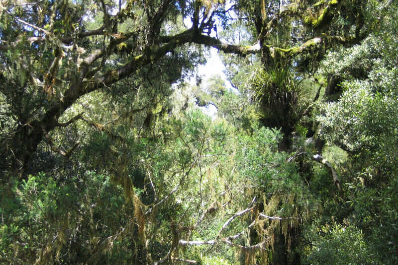 Pureora Forest