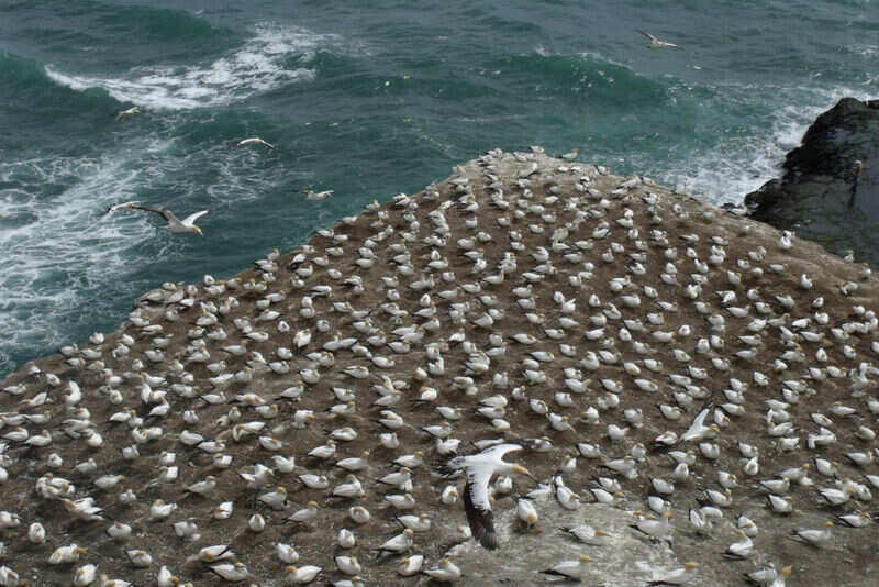 gannets