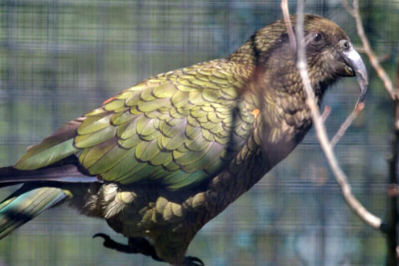 Zoo