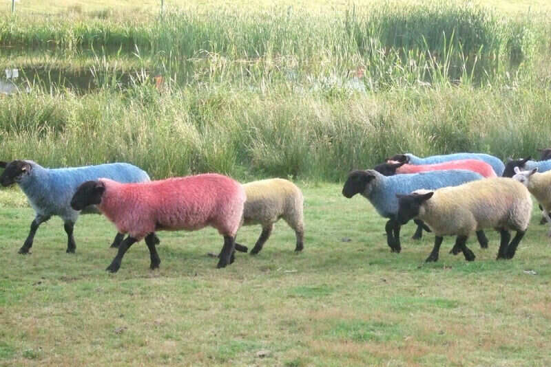 Sheep festival