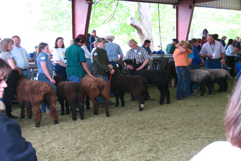 Sheep festival (3)