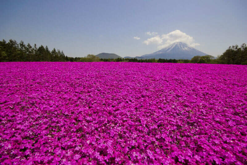 Moss pink (2)