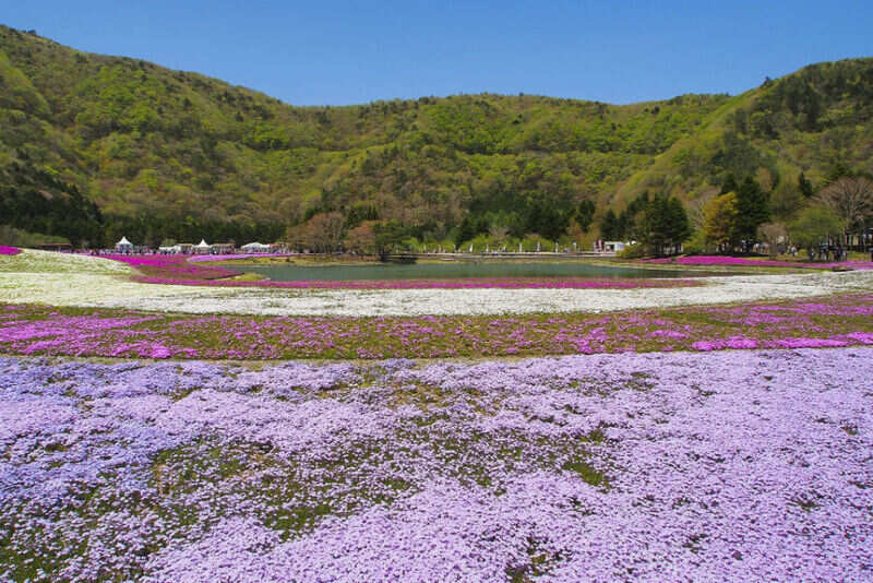Moss pink (3)
