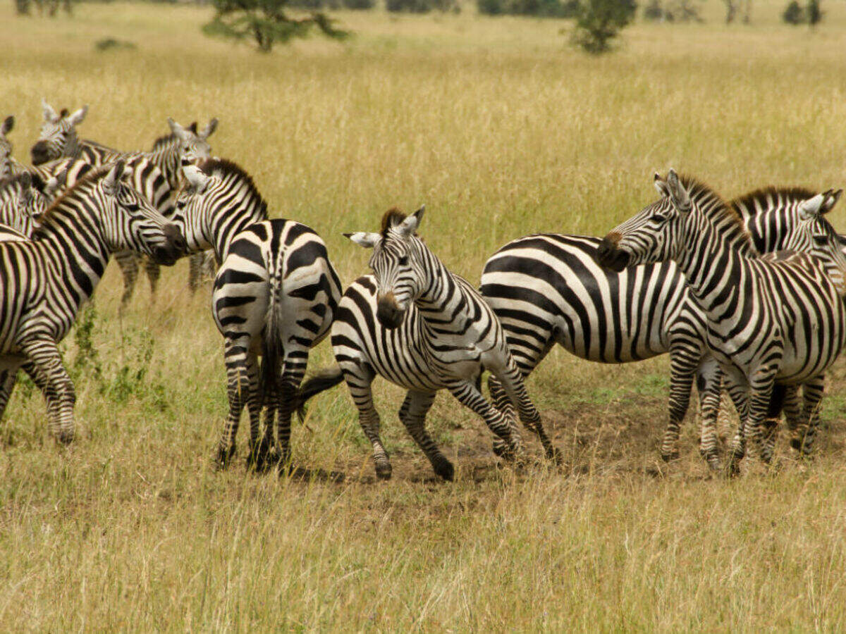 Serengeti National Park, Tanzania - Times of India Travel