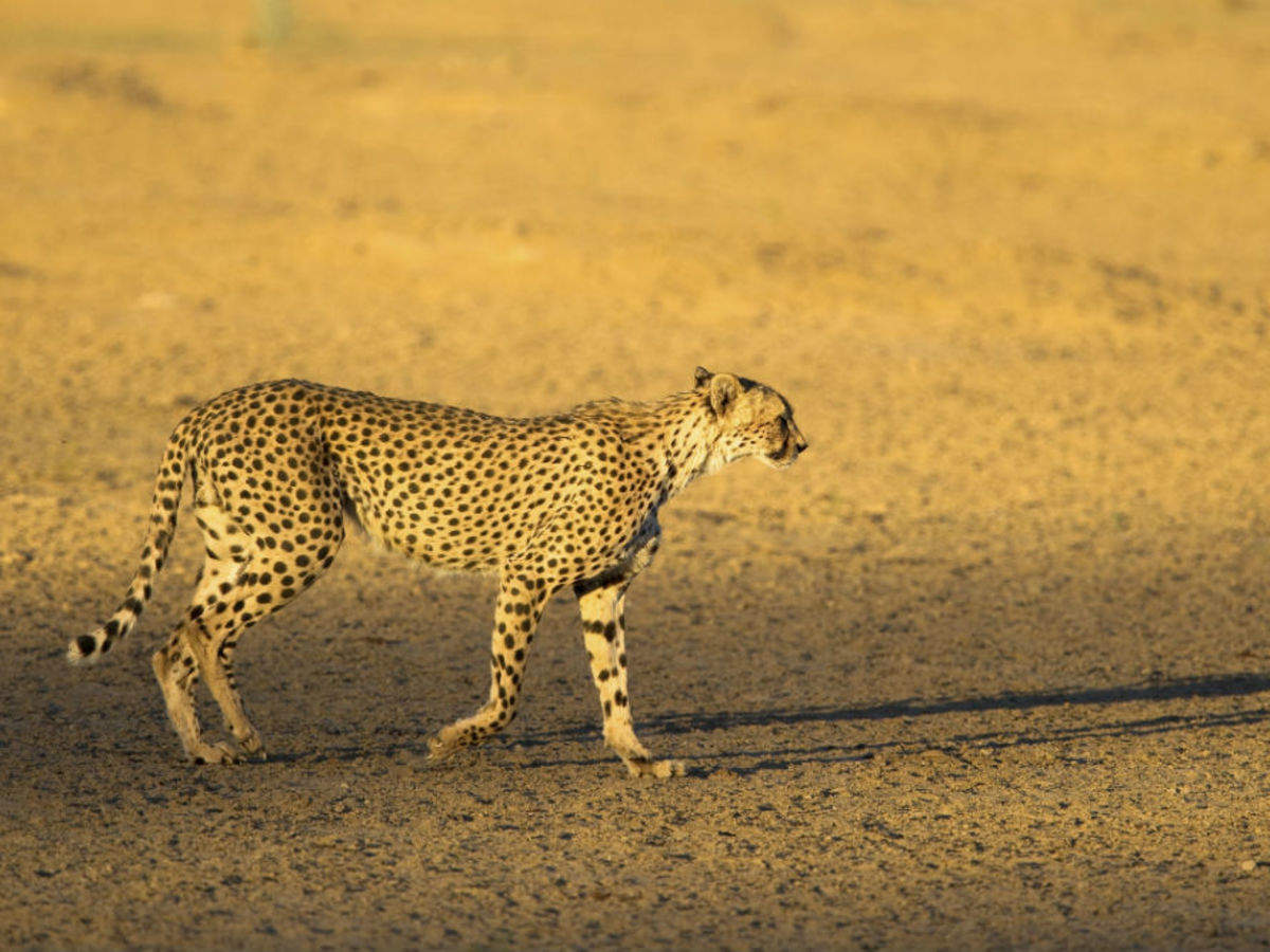Central Kalahari Game Reserve, Botswana - Times of India Travel