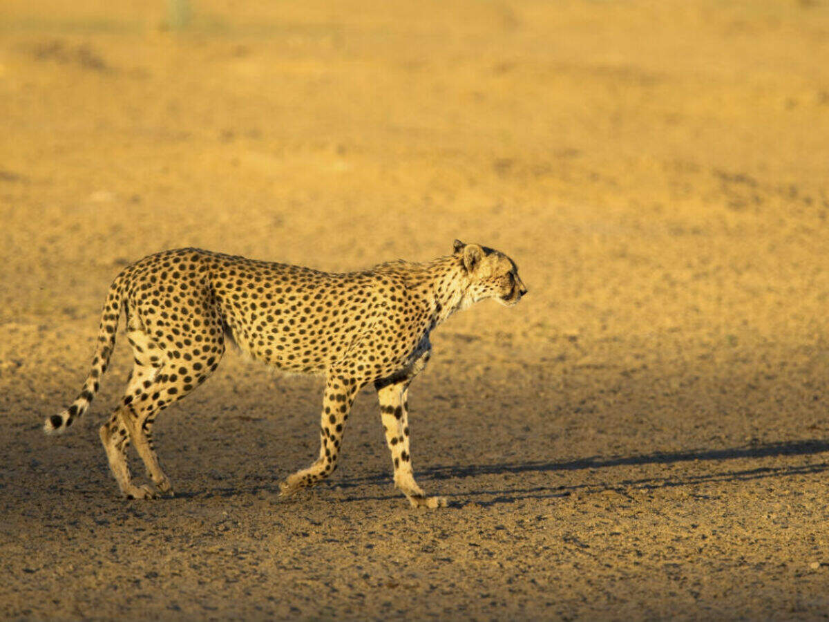 Central Kalahari Game Reserve, Botswana - Times of India Travel Central Kalahari Game Reserve, Botswana - Times of India Travel