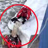 Article image for: On cam: <i class="tbold">us coast guard</i> pulls dog from icy waters