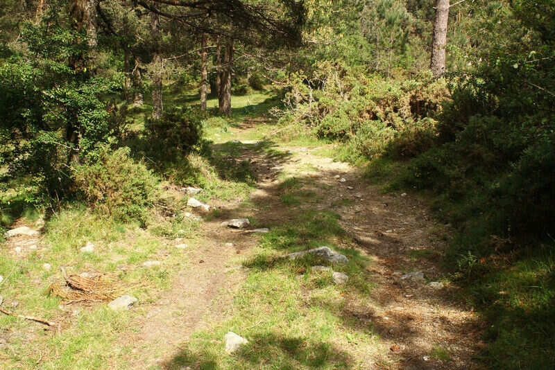 Trail