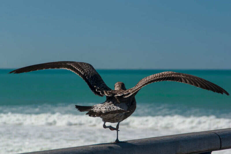 New zealand (3)